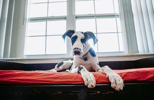 Great Dane Dog Laying on bed