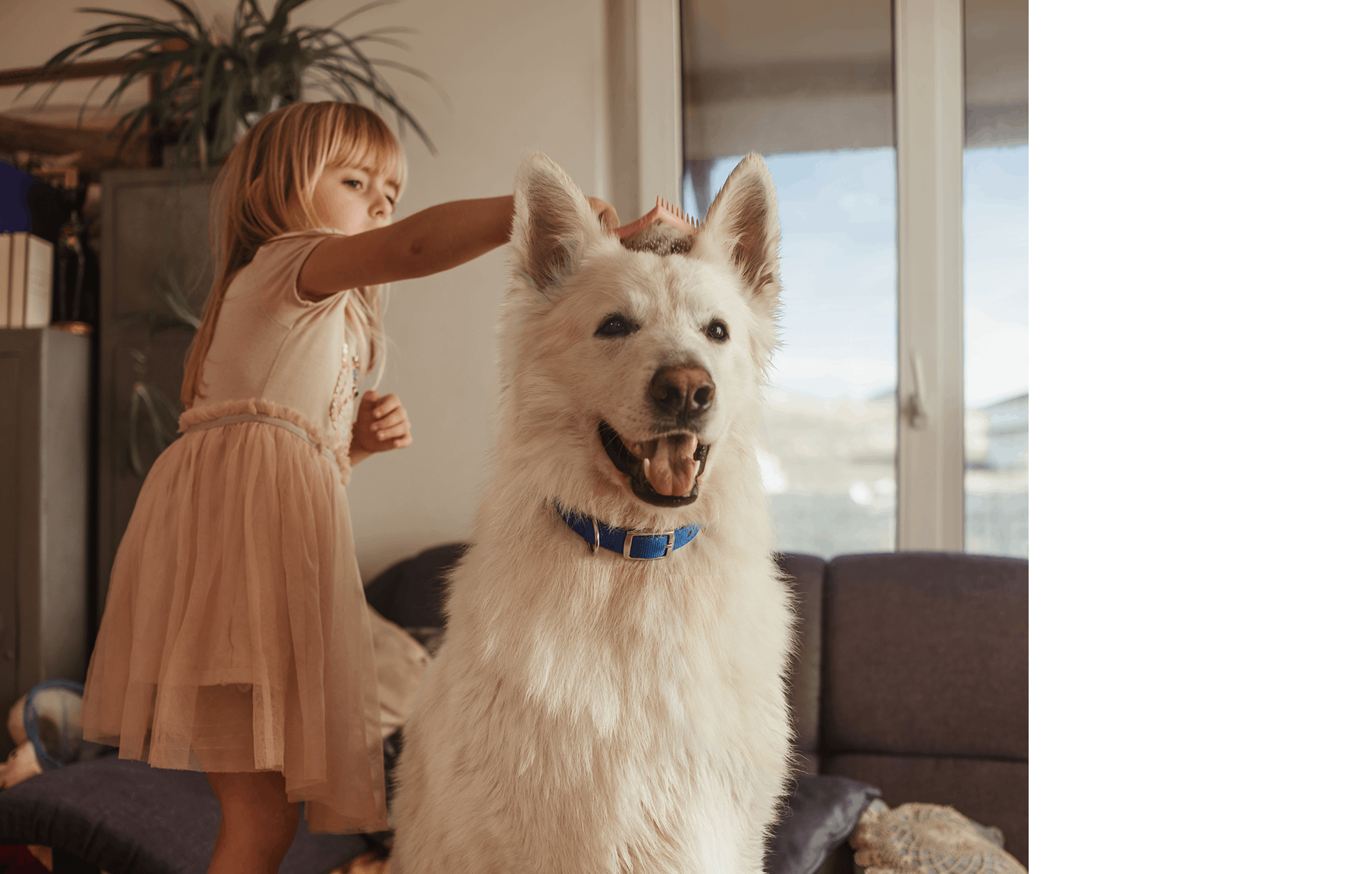 Little girl in a pink dress brushing the fur of a large white Swiss shepherd dog with a blue collar indoors