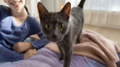 Grey Cat standing with a girl in the background